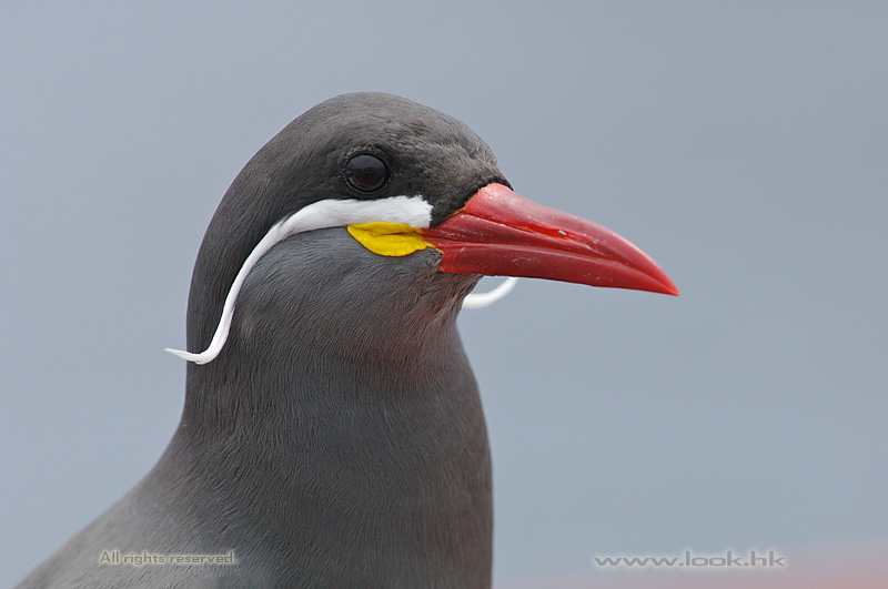 inca_tern.jpg