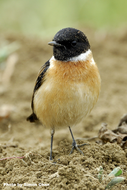 Common Stonechat_2.jpg