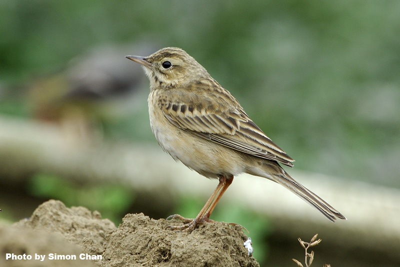 Richard’s Pipit_2.jpg