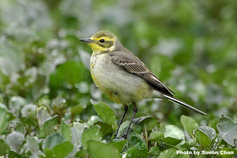 Citrine Wagtail.jpg