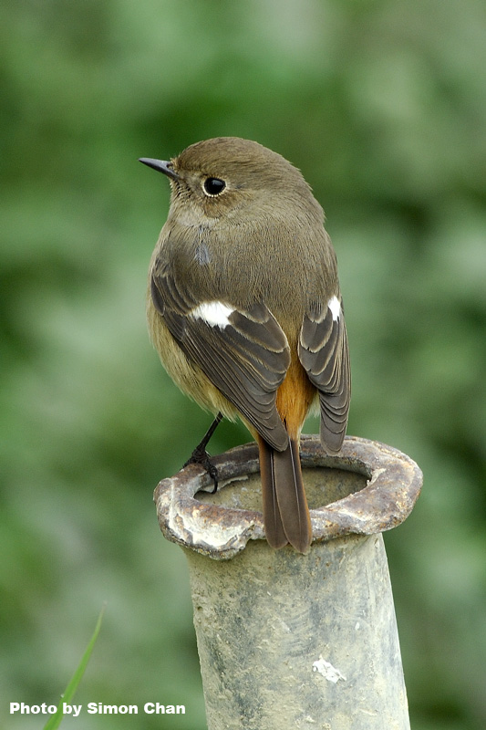 Daurian Redstart.jpg