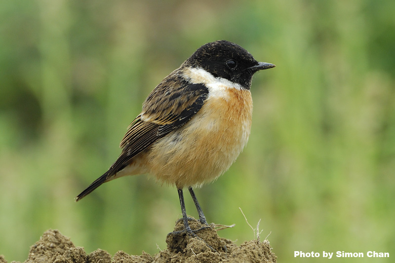 Common Stonechat_1.jpg