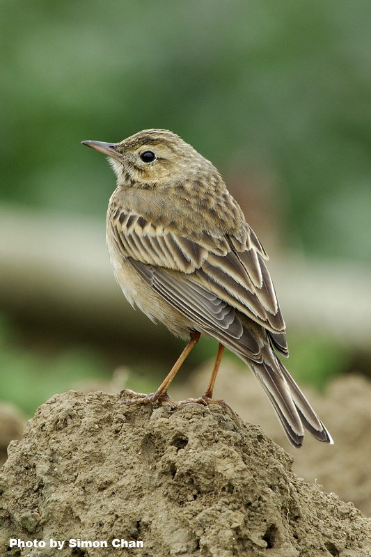 Richard’s Pipit_1.jpg