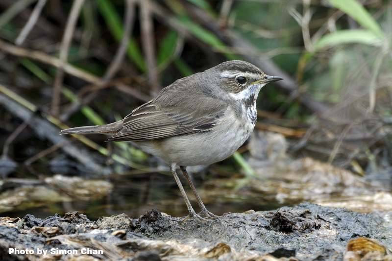 Bluethroat.jpg