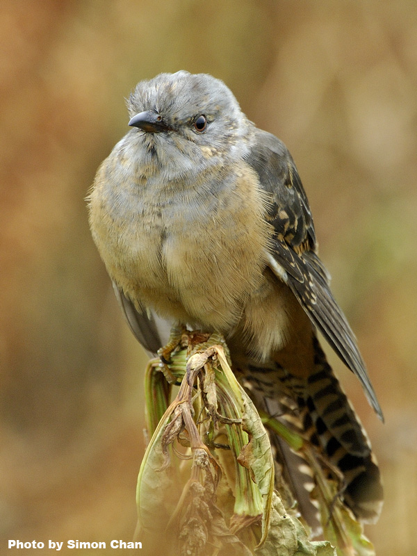 Plaintive Cuckoo.jpg