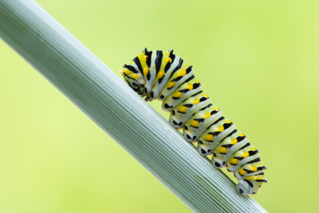 Green-Caterpillar.jpg
