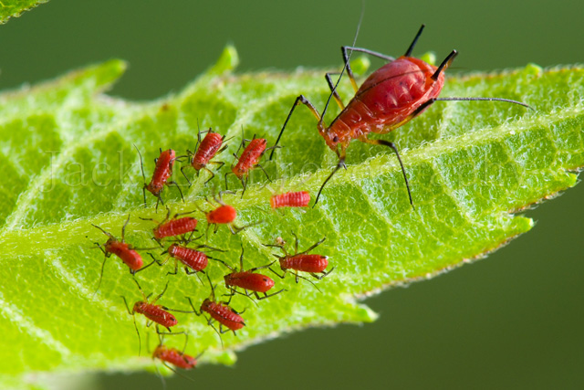 Red-aphid-fimily.jpg