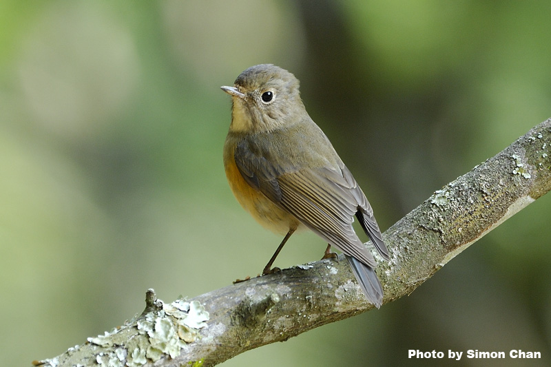 Red-flanked Bluetail.jpg