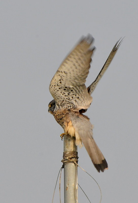 DSC_4989.JPG