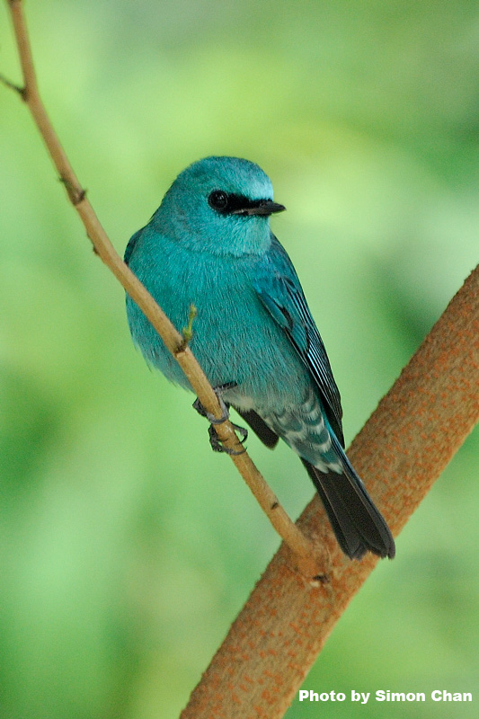 Verditer Flycatcher.jpg