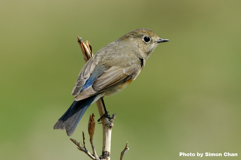 Red-flanked Bluetail_1.jpg