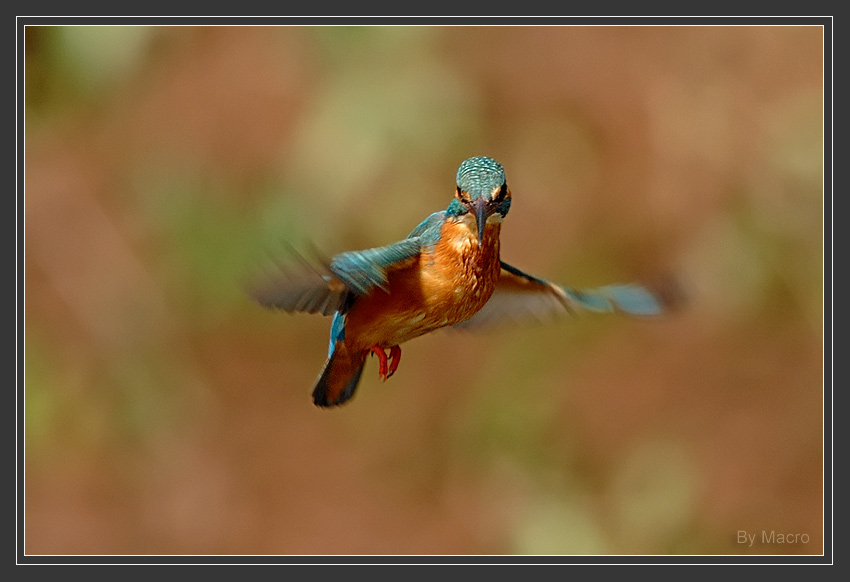 Commen Kingfisher 1a.jpg