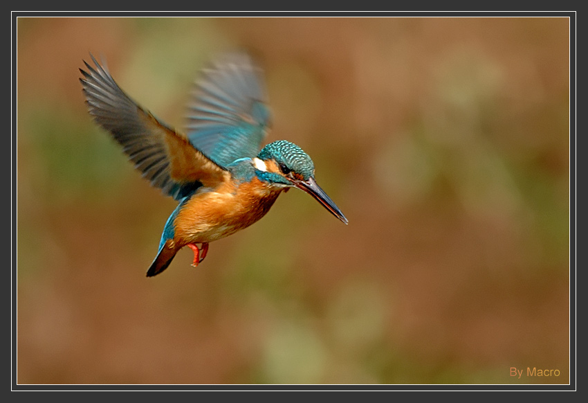 Commen Kingfisher 2.jpg