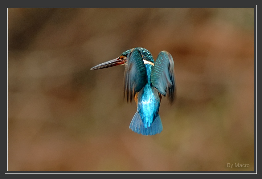 Commen Kingfisher 4.jpg