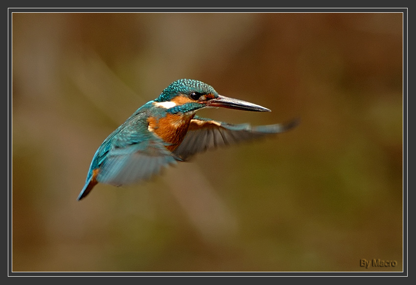 Commen Kingfisher 3.jpg