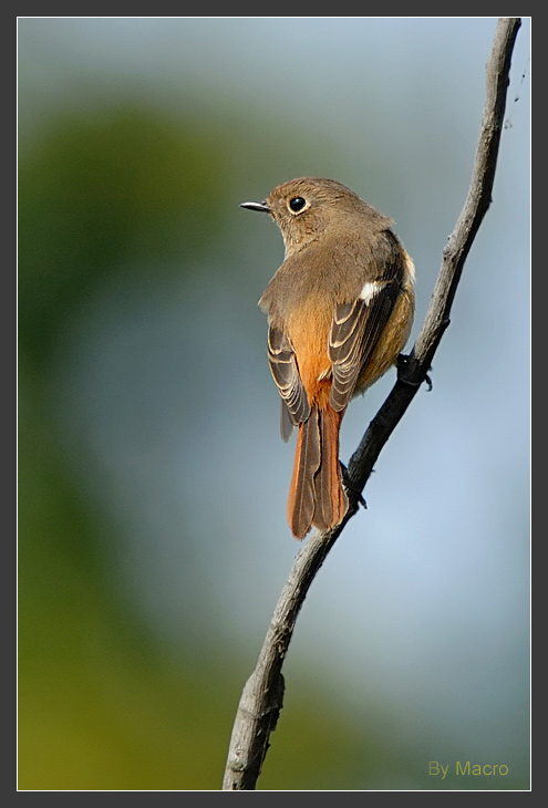 Daueian Redstart - 4.jpg