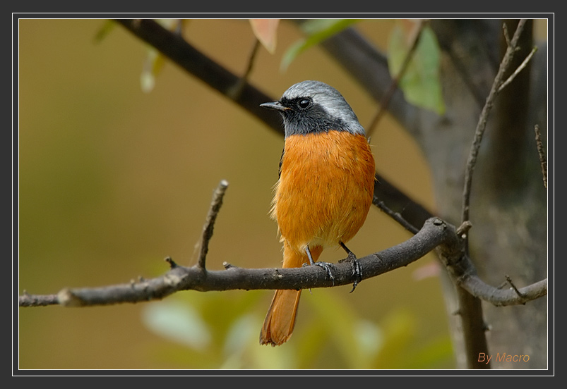 Daueian Redstart - 1.jpg