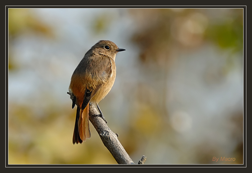 Daueian Redstart - 2.jpg