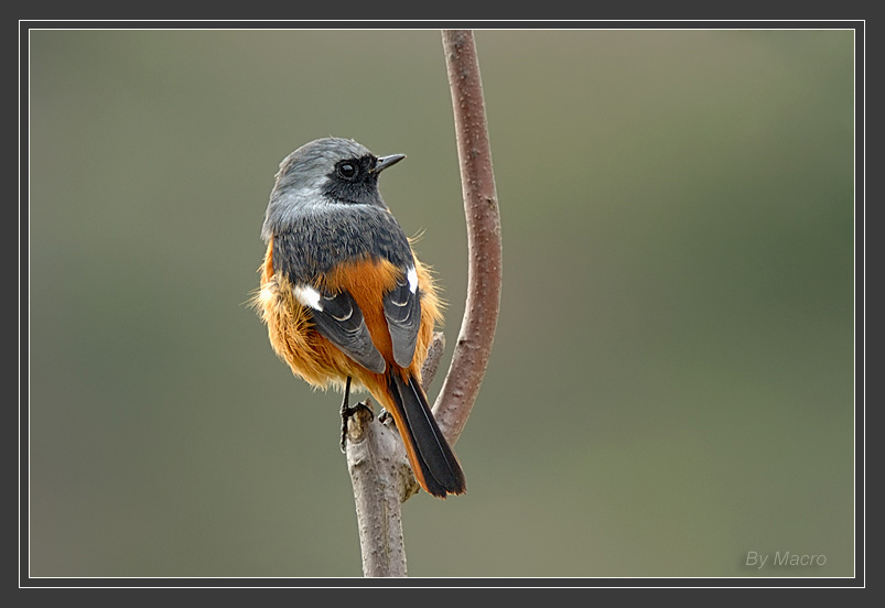 Daueian Redstart - 5.jpg