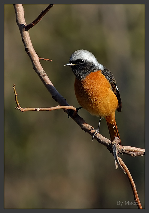 Daueian Redstart - 3.jpg