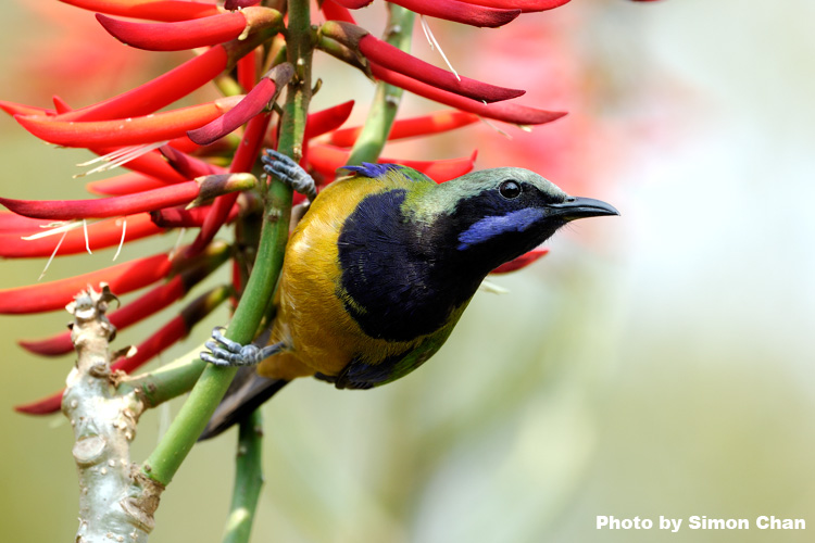 Orange-bellied Leafbird-2.jpg