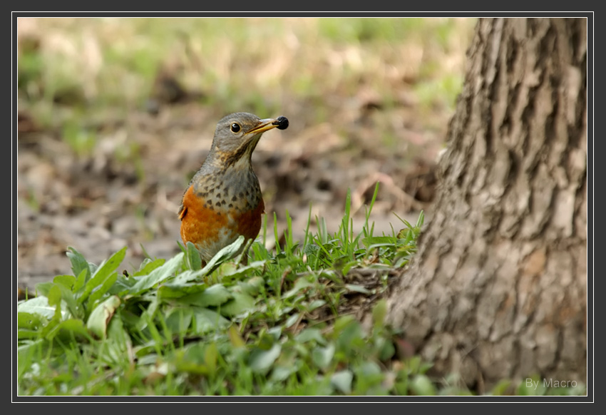 bird-DSC_5772.jpg