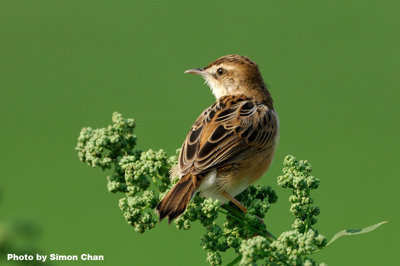 Zitting Cisticola-2.jpg