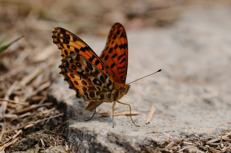 DSC_0131.jpg