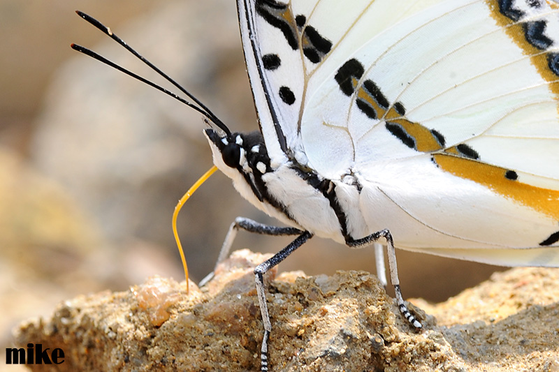 butterflies5.jpg