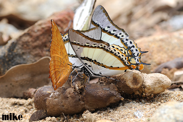 butterflies2.jpg