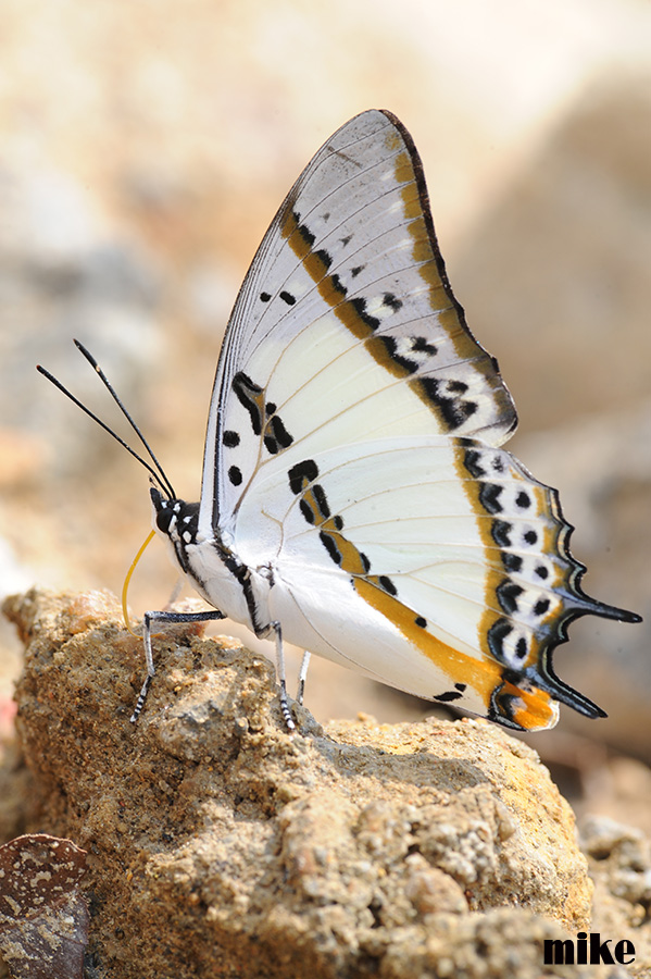 butterflies4.jpg