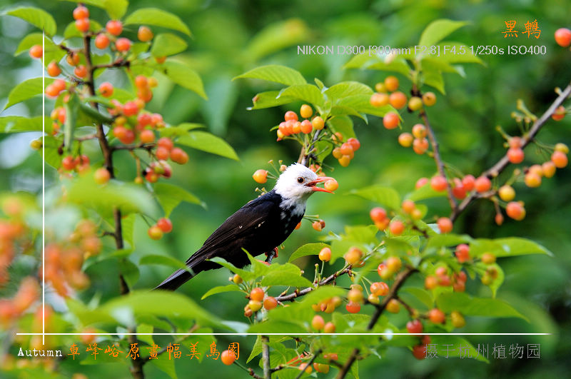 DSC_5736aa.jpg