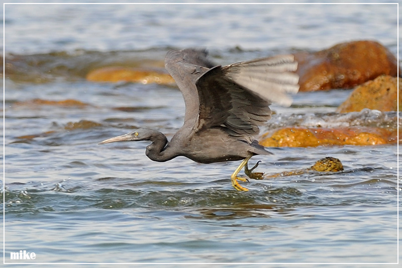 rock_heron1.jpg
