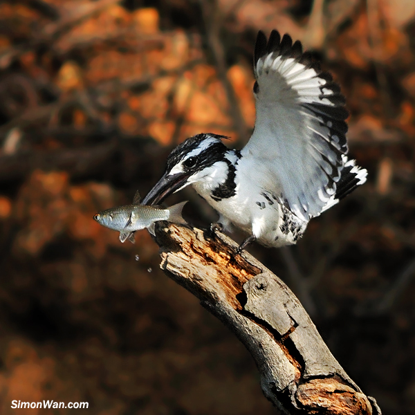 DSC_2522.jpg