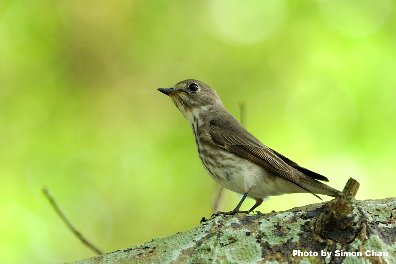 Grey-streaked Flycatcher_3.jpg