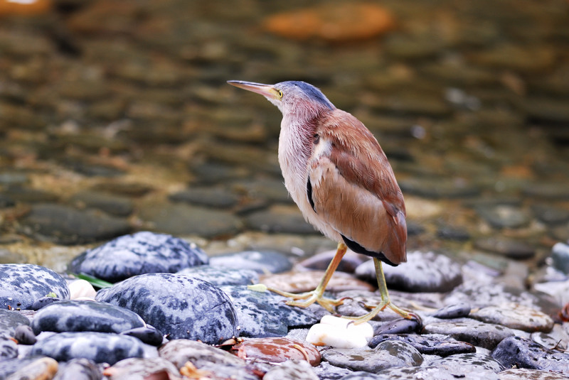 黃葦鳽b.jpg