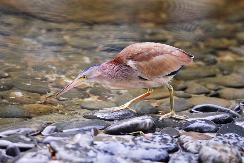 黃葦鳽c.jpg