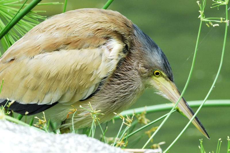 黃葦鳽.jpg