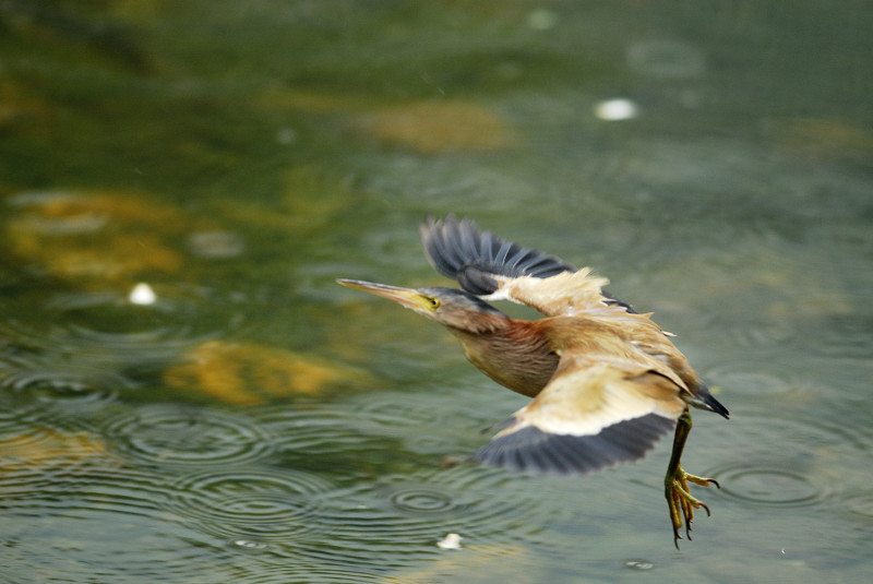 黃葦鳽a.jpg