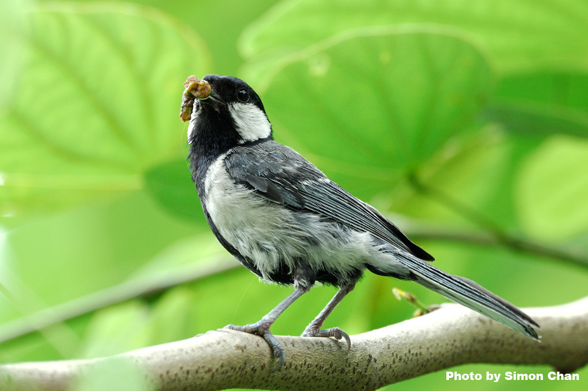 Great Tit.jpg