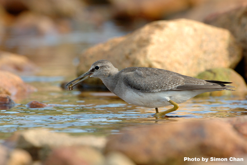 Grey-tailed Tattler-3.jpg