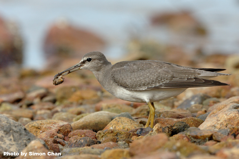 Grey-tailed Tattler-4.jpg