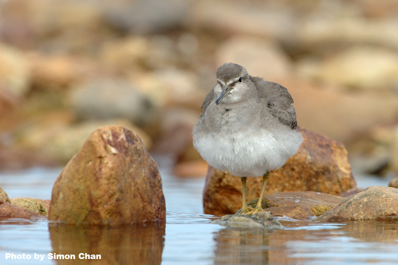 Grey-tailed Tattler-1.jpg