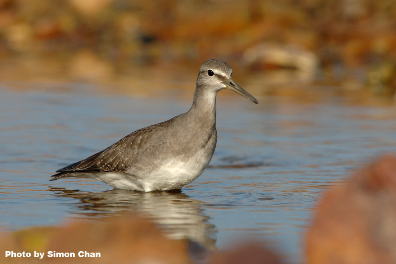 Grey-tailed Tattler-2.jpg