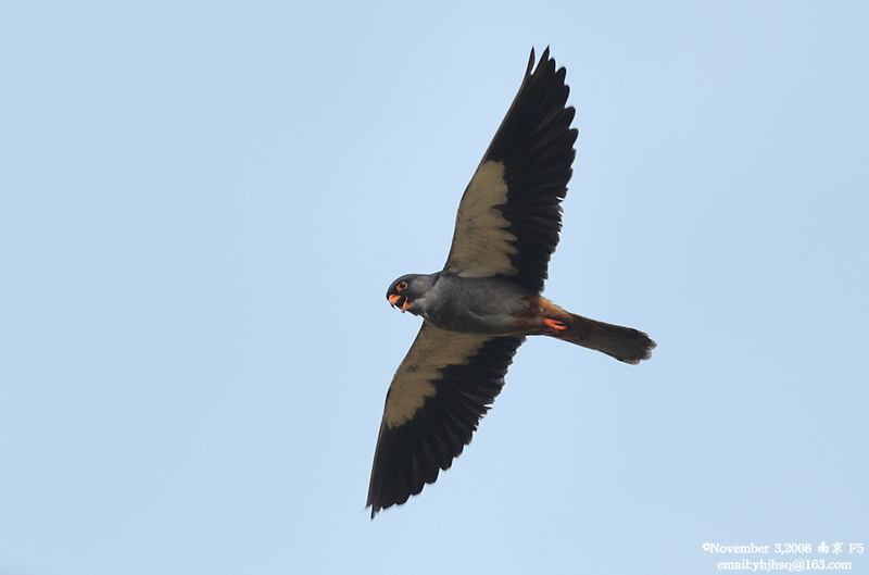 DSC_7048 拷贝.jpg