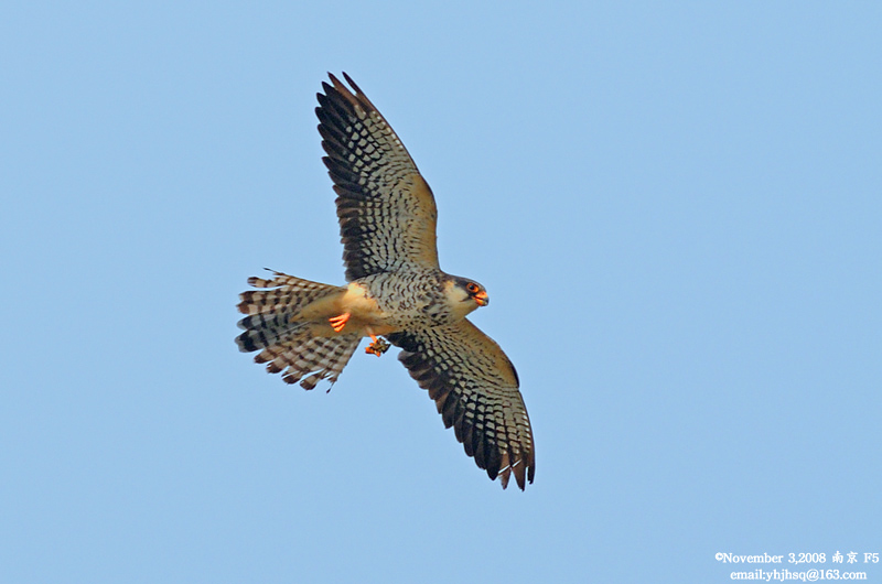 DSC_7080 拷贝.jpg