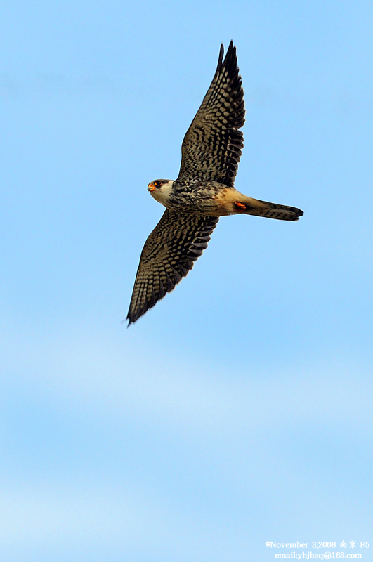DSC_7013 拷贝.jpg