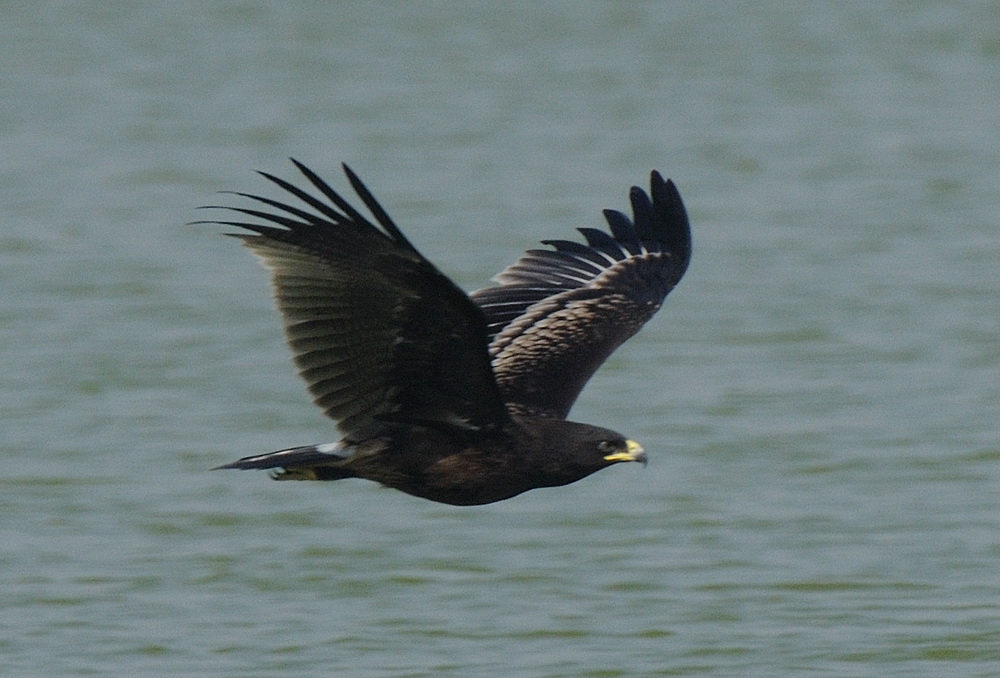 DSC_0222a.jpg