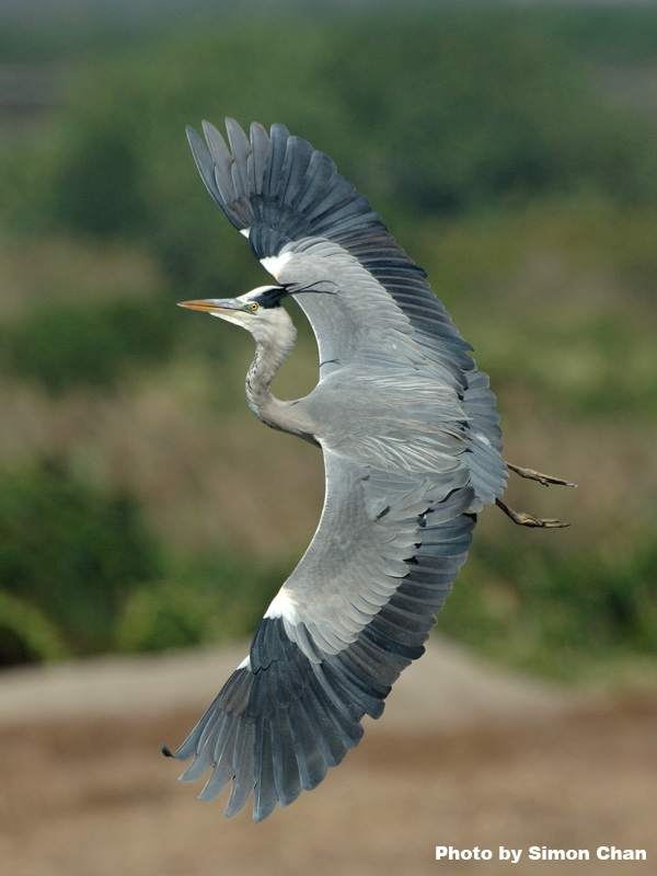 Grey Heron_1.jpg