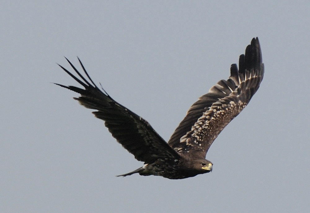 DSC_1261a.jpg